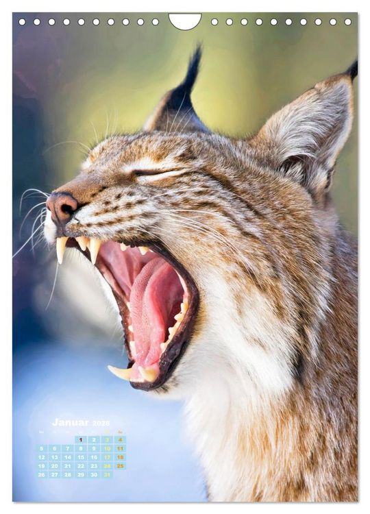 Produktbild: Raubkatzen: Die J&auml;ger auf leisen Pfoten (Wandkalender 2026 DIN A4 hoch), CALVENDO Monatskalender