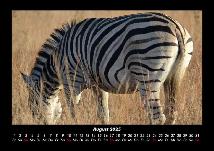 Produktbild: Zebrazauber 2025 Fotokalender DIN A3