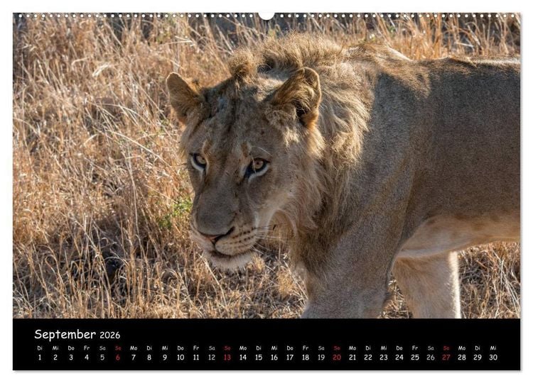 Produktbild: Tier-Momente in Afrika (hochwertiger Premium Wandkalender 2026 DIN A2 quer), Kunstdruck in Hochglanz