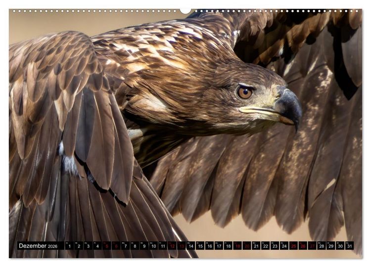 Produktbild: Seeadler in Polen (Wandkalender 2026 DIN A2 quer), CALVENDO Monatskalender