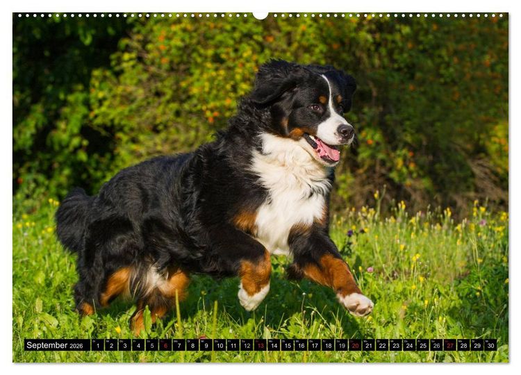 Produktbild: Berner Sennenhunde in Action (hochwertiger Premium Wandkalender 2026 DIN A2 quer), Kunstdruck in Hochglanz