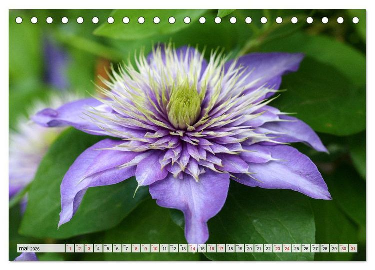 Produktbild: Plaisir des fleurs (Calendrier de bureau 2026 DIN A5 vertical), CALVENDO calendrier mensuel