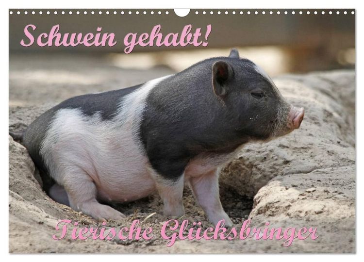 Produktbild: Schwein gehabt! (Wandkalender 2027 DIN A3 quer), CALVENDO Monatskalender