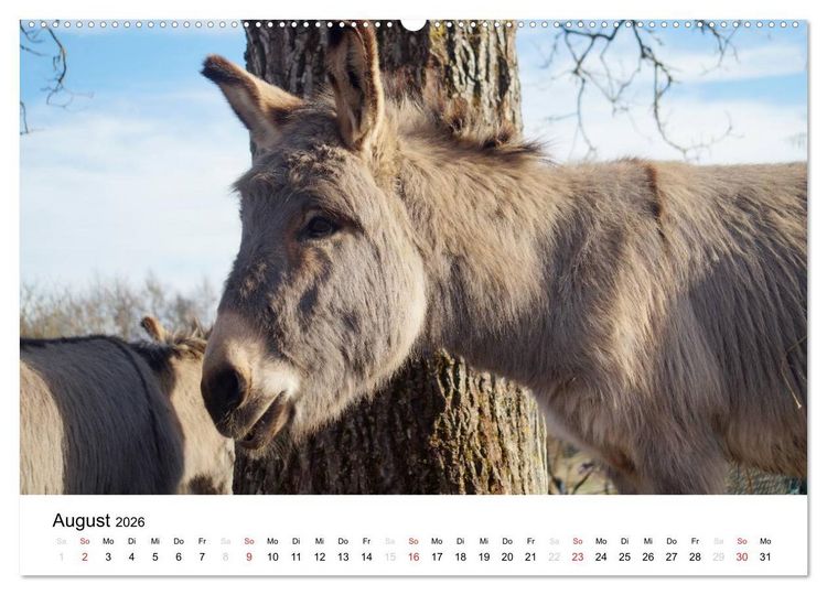 Produktbild: Bauernhoftiere (Wandkalender 2026 DIN A2 quer), CALVENDO Monatskalender
