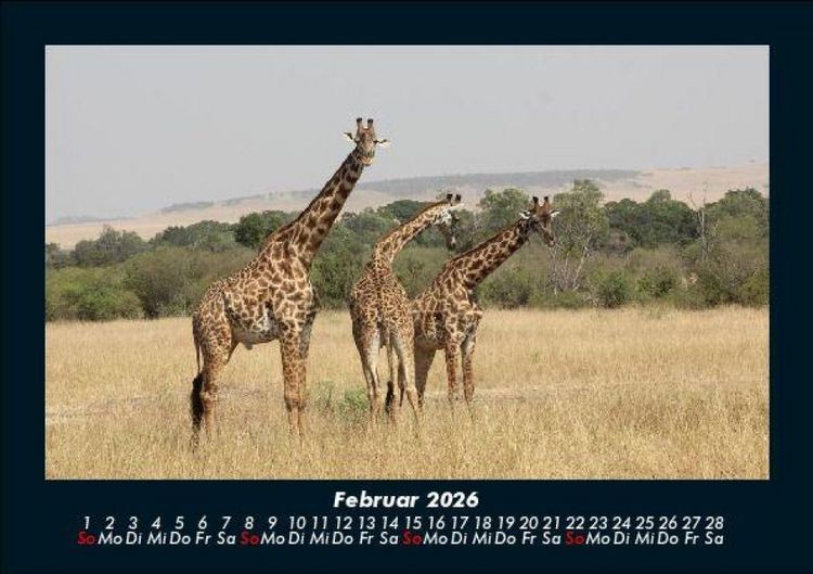 Produktbild: Giraffen 2026 Fotokalender DIN A5