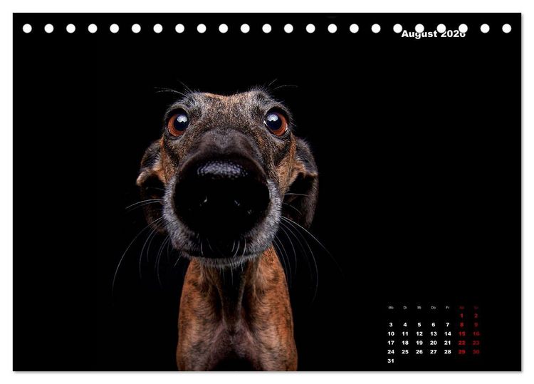Produktbild: Die Stimme der Windhunde (Tischkalender 2026 DIN A5 quer), CALVENDO Monatskalender