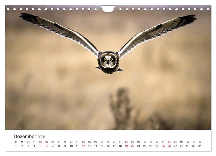 Produktbild: Eulen - Wachsame und geheimnisvolle Augen (Wandkalender 2026 DIN A4 quer), CALVENDO Monatskalender