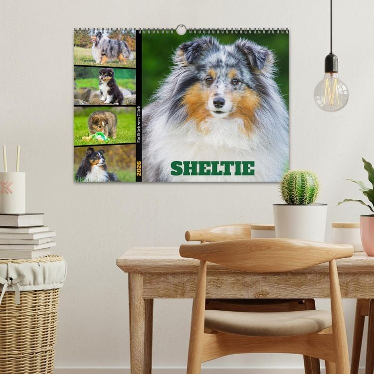 Produktbild: Sheltie - Ein St&uuml;ck vom Gl&uuml;ck (Wandkalender 2026 DIN A3 quer), CALVENDO Monatskalender