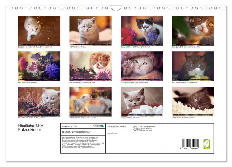Produktbild: Niedliche BKH Katzenkinder (Wandkalender 2026 DIN A3 quer), CALVENDO Monatskalender