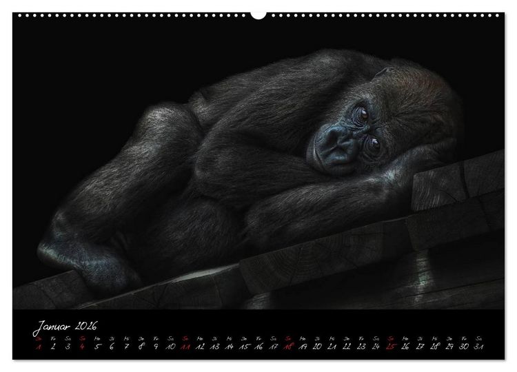 Produktbild: Gorilla (Wandkalender 2026 DIN A2 quer), CALVENDO Monatskalender
