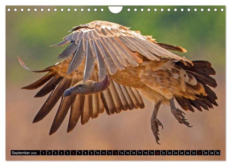 Produktbild: Safari durch das S&uuml;dliche Afrika (Wandkalender 2026 DIN A4 quer), CALVENDO Monatskalender