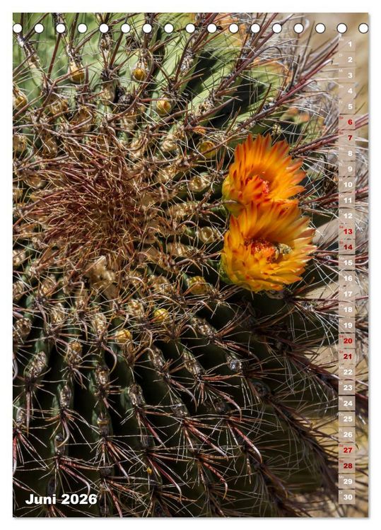 Produktbild: SAGUARO NATIONAL PARK W&uuml;stenimpressionen aus Arizona (Tischkalender 2026 DIN A5 hoch), CALVENDO Monatskalender
