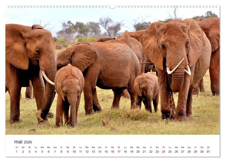 Produktbild: &Eacute;l&eacute;phants en Afrique (Calendrier mural 2026 DIN A2 vertical) calendrier de bureau