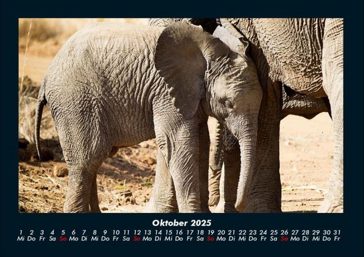 Produktbild: Elefanten - Die sanften Riesen Afrikas 2025 Fotokalender DIN A4