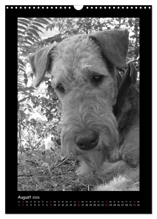 Produktbild: Der Airedale: Portraits eines "Dickkopfes" (Wandkalender 2026 DIN A3 hoch), CALVENDO Monatskalender