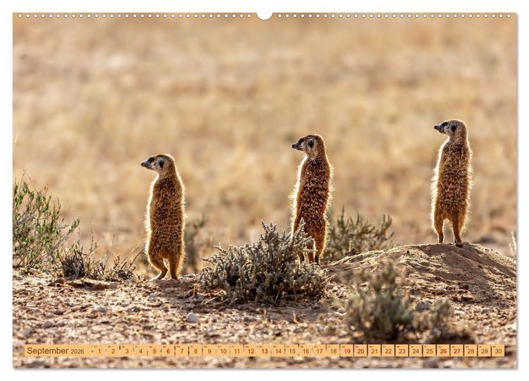 Produktbild: Afrikas Tierwelt - Erdm&auml;nnchen (Wandkalender 2026 DIN A2 quer), CALVENDO Monatskalender