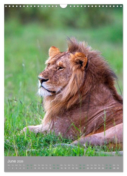 Produktbild: Wildlife of the Masai Mara (Wall Calendar 2026 DIN A3 portrait), CALVENDO 12 Month Wall Calendar