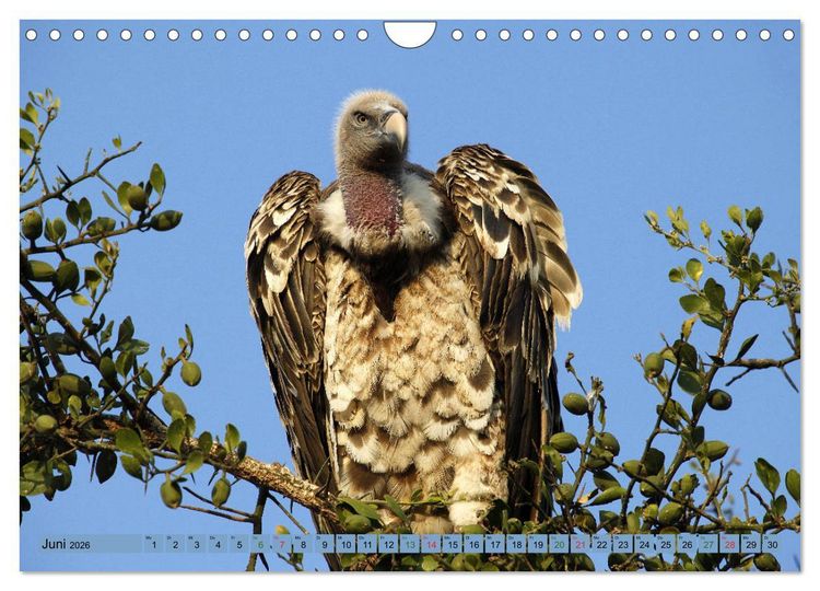 Produktbild: Wildtierparadies Afrika - Eine Foto-Reise durch die Savannen (Wandkalender 2026 DIN A4 quer), CALVENDO Monatskalender