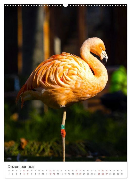 Produktbild: Flamingos in rosa Federpracht. (hochwertiger Premium Wandkalender 2026 DIN A2 hoch), Kunstdruck in Hochglanz