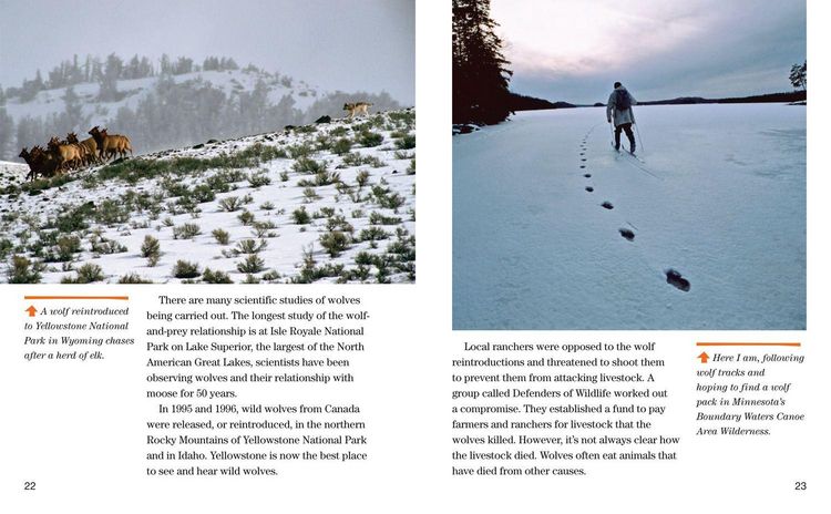 Produktbild: Face to Face with Wolves