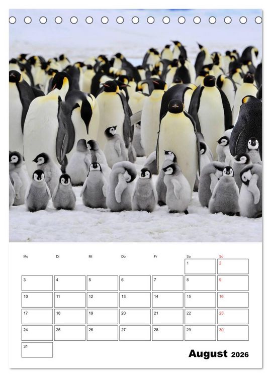 Produktbild: Pinguine. Familiengl&uuml;ck im Eis (Tischkalender 2026 DIN A5 hoch), CALVENDO Monatskalender