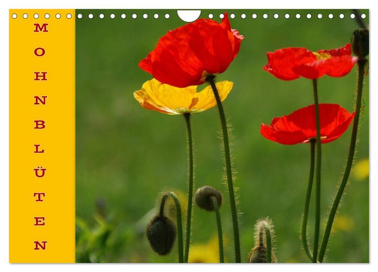 Produktbild: MOHNBL&Uuml;TEN (Wandkalender 2026 DIN A4 quer), CALVENDO Monatskalender
