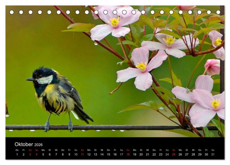 Produktbild: Singv&ouml;gel in Deutschland (Tischkalender 2026 DIN A5 quer), CALVENDO Monatskalender