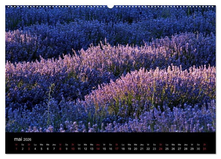 Produktbild: Lavande, l'or bleu de Provence (Calendrier mural 2026 DIN A2 vertical) calendrier de bureau