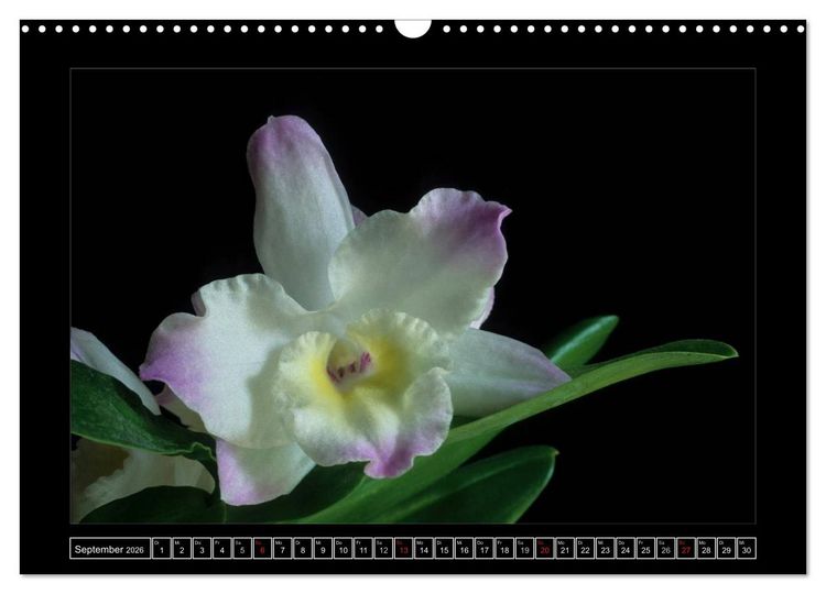 Produktbild: Orchideen 2026 (Wandkalender 2026 DIN A3 quer), CALVENDO Monatskalender