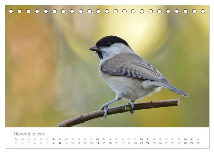 Produktbild: V&ouml;gel in unseren G&auml;rten 2026 (Tischkalender 2026 DIN A5 quer), CALVENDO Monatskalender
