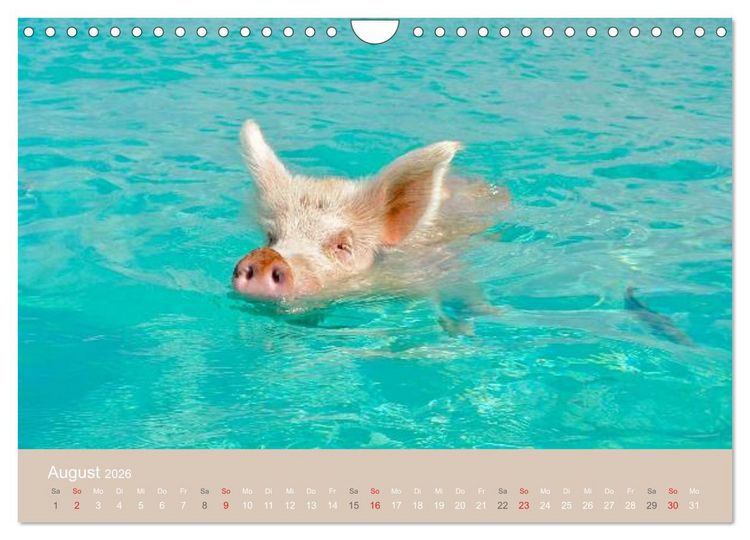 Produktbild: Schwimmende Schweine auf den Bahamas! (Wandkalender 2026 DIN A4 quer), CALVENDO Monatskalender