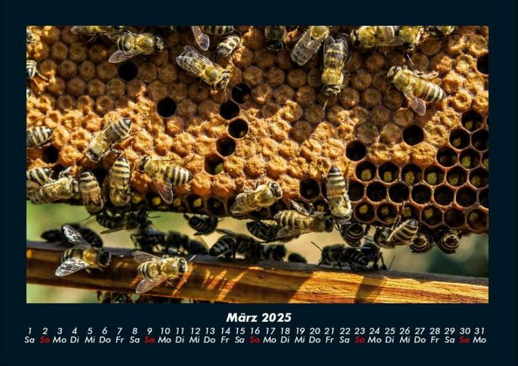 Produktbild: Bienen 2025 Fotokalender DIN A4