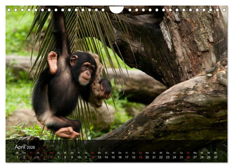 Produktbild: Menschenaffen. Gorillas, Schimpansen, Orang-Utans (Wandkalender 2026 DIN A4 quer), CALVENDO Monatskalender