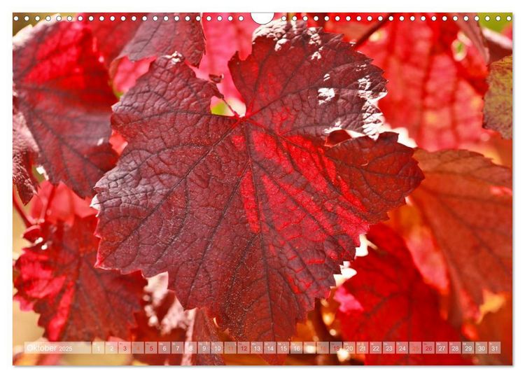 Produktbild: Wein- und Rebsorten aus Rheinland-Pfalz (Wandkalender 2025 DIN A3 quer), CALVENDO Monatskalender