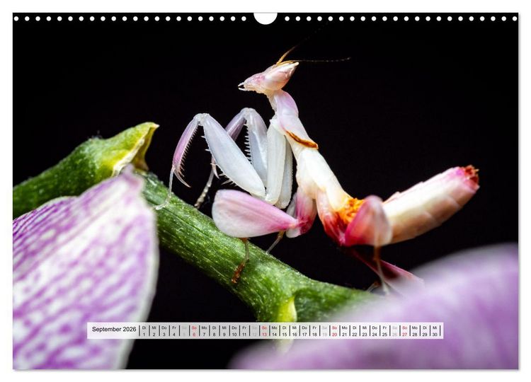 Produktbild: Die Orchideen Gottesanbeterin (Wandkalender 2026 DIN A3 quer), CALVENDO Monatskalender