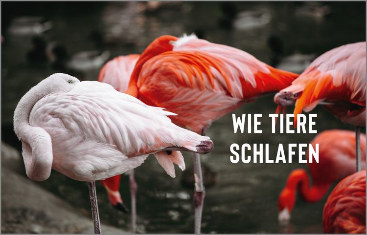 Produktbild: KUNTH Bildband Atlas des Schlafens