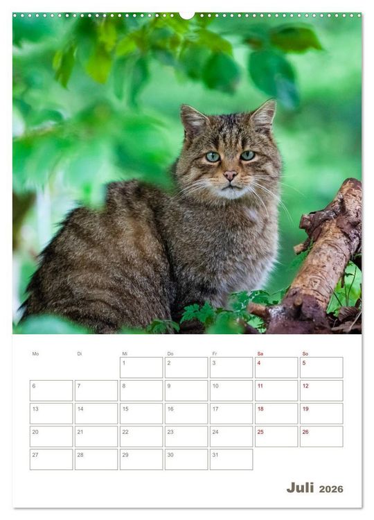 Produktbild: Europ&auml;ische Wildkatzen - Jahresplaner (hochwertiger Premium Wandkalender 2026 DIN A2 hoch), Kunstdruck in Hochglanz