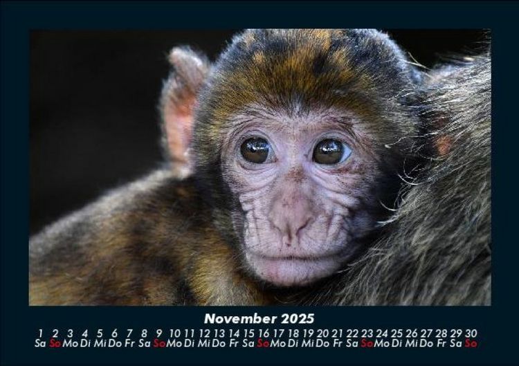 Produktbild: Tiere in der Wildnis 2025 Fotokalender DIN A5