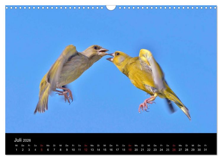 Produktbild: Singv&ouml;gel in Deutschland (Wandkalender 2026 DIN A3 quer), CALVENDO Monatskalender