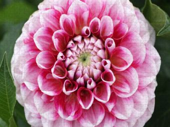 Produktbild: CALVENDO Puzzle Dahlienbl&uuml;te | 1000 Teile Lege-Gr&ouml;&szlig;e 64x48cm Foto-Puzzle f&uuml;r gl&uuml;ckliche Stunden