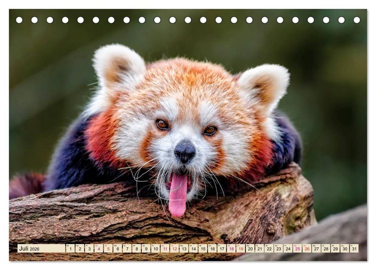 Produktbild: Kleiner Panda (Tischkalender 2026 DIN A5 quer), CALVENDO Monatskalender