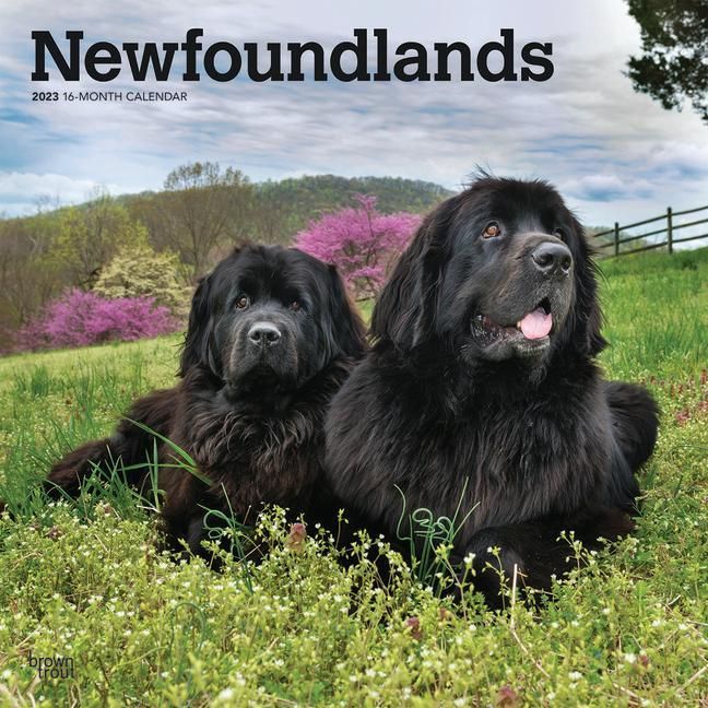 Produktbild: Newfoundlands 2023 Square