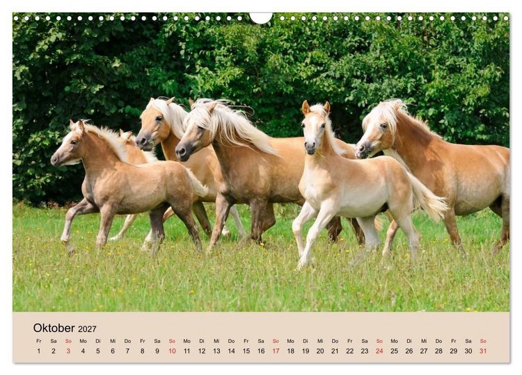 Produktbild: Haflinger Fohlen (Wandkalender 2027 DIN A3 quer), CALVENDO Monatskalender