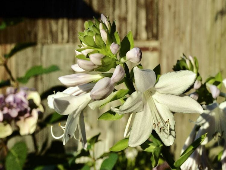 Produktbild: CALVENDO Puzzle Dufthosta 'Fragrant Bouquet' | 1000 Teile Lege-Gr&ouml;&szlig;e 64x48cm Foto-Puzzle f&uuml;r gl&uuml;ckliche Stunden