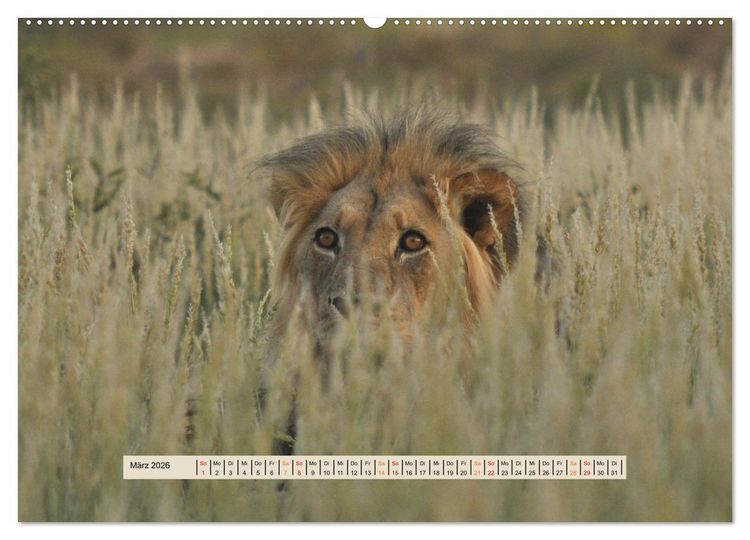 Produktbild: Kgalagadi-Durstland (hochwertiger Premium Wandkalender 2026 DIN A2 quer), Kunstdruck in Hochglanz