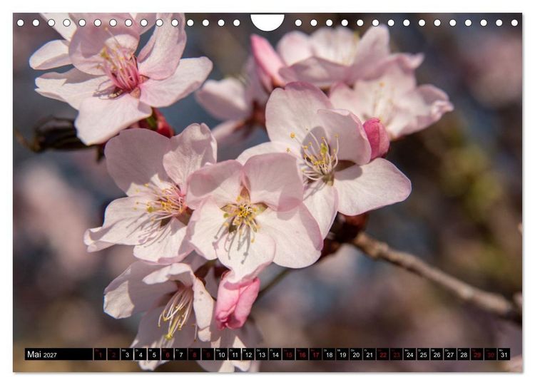Produktbild: Fr&uuml;hlingsbl&uuml;her - Farbenpracht nach dem Winter (Wandkalender 2027 DIN A4 quer), CALVENDO Monatskalender
