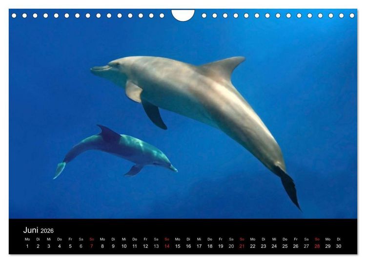 Produktbild: Tr&auml;ume unter Wasser (Wandkalender 2026 DIN A4 quer), CALVENDO Monatskalender