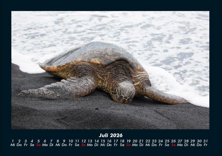 Produktbild: Schildkr&ouml;tenzauber 2026 Fotokalender DIN A4