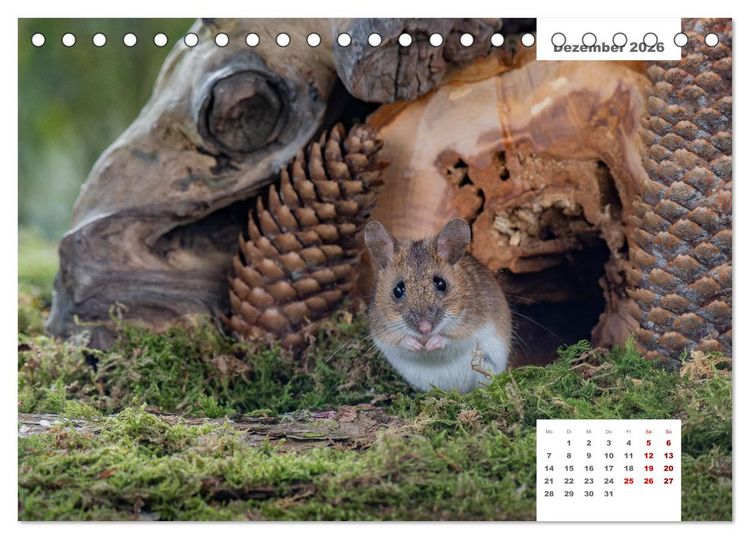 Produktbild: Zwei Tierfotografen Zw&ouml;lf Highlights (Tischkalender 2026 DIN A5 quer), CALVENDO Monatskalender