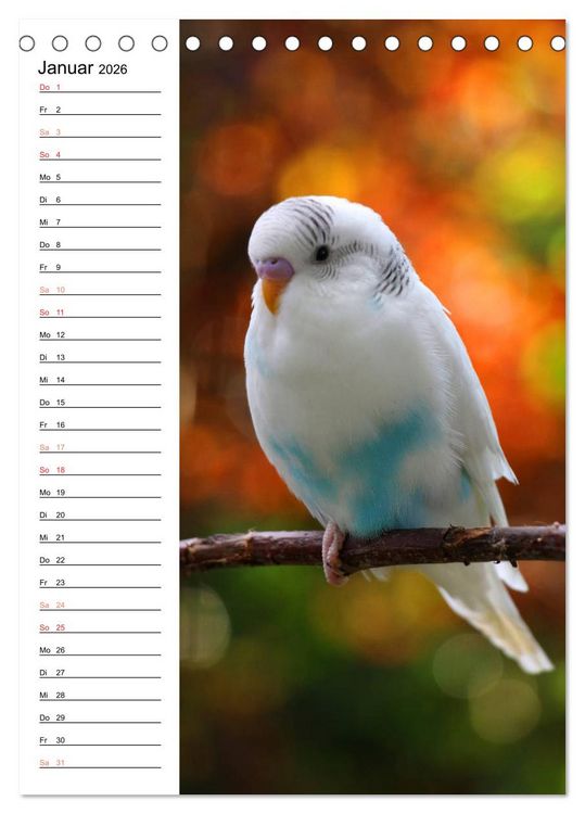 Produktbild: WELLENSITTICHE - S&uuml;&szlig;e Wellis (Tischkalender 2026 DIN A5 hoch), CALVENDO Monatskalender